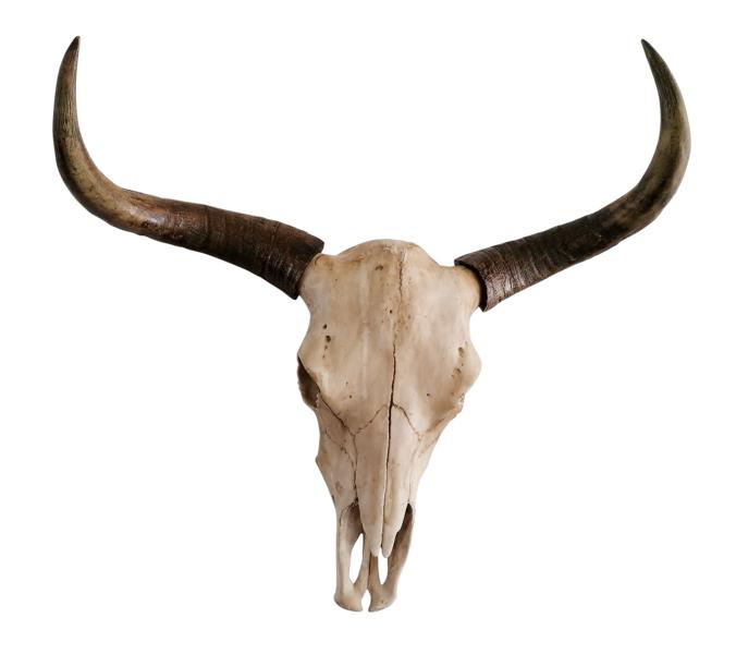 Stierkopf-Bullenschdel-XXL-Polyresin-Wanddekoration-MN-CH-4104-3