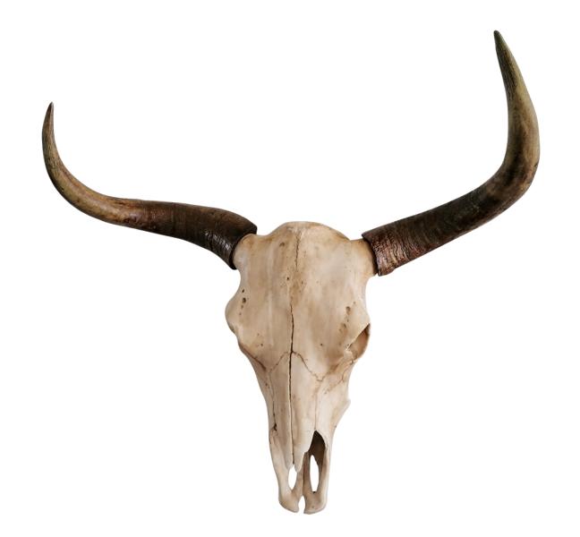 Stierkopf-Bullenschdel-XXL-Polyresin-Wanddekoration-MN-CH-4104-2